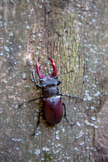 Stag beetle on a wooden. Rhinoceros beetle. Battle Beetle