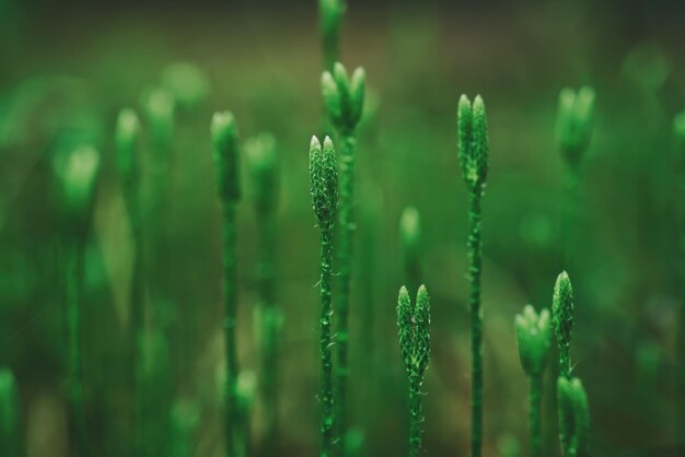 Stagshorn clubmoss Lycopodium clavatum