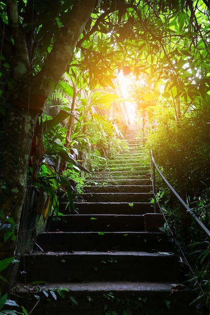 Stair in forest and light in dark