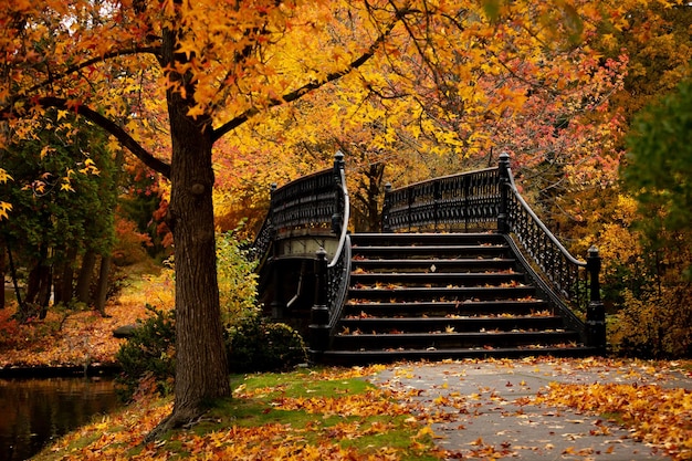 Staircase amidst trees in forest during autumn