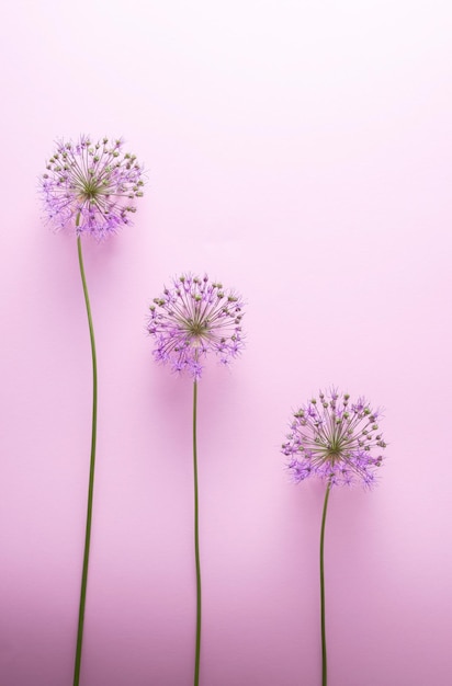 Staircase steps lined with long purple flowers on a pink background Minimalistic abstraction spring and summer