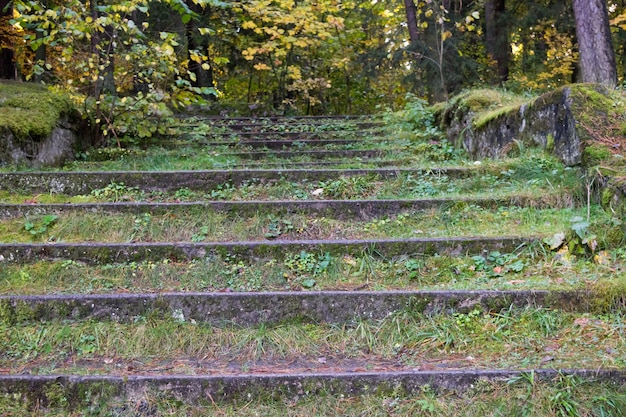 The stairs are covered with green moss in the forest