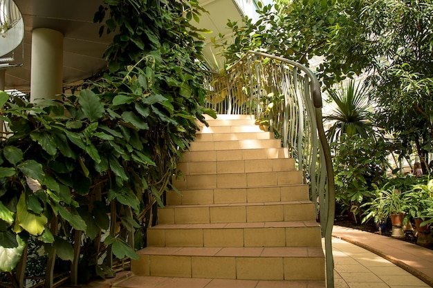 Stairs in the greenhouse leading up entwined with tropical plants