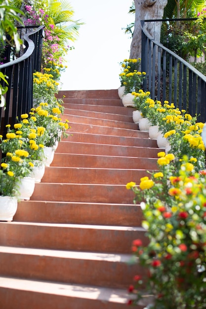 Stairs with lovely flower pots on both sides.