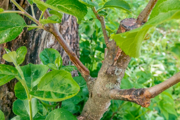 Stalk overgrown with cambium grafted on a branch of an apple tree last spring Grafted fruit trees