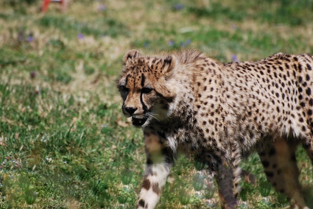 Stalking Cheetah on a Prairie