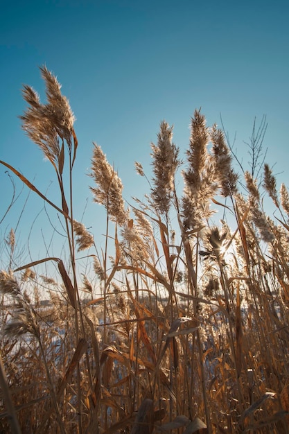 Stalks dry reeds against blue clear sky