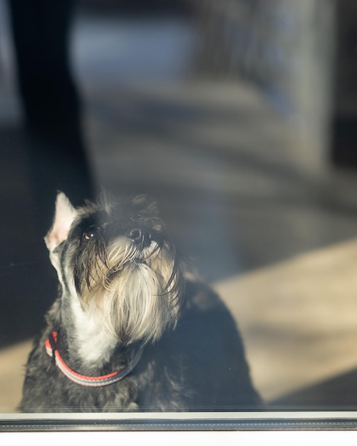 A standard schnauzer dog looks through a glass door