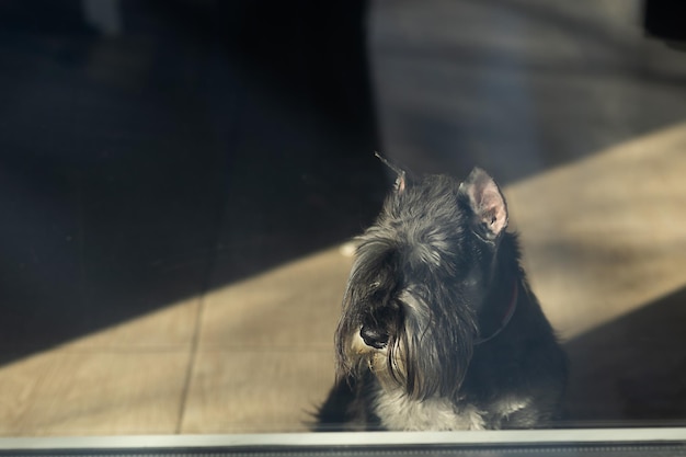 A standard schnauzer dog looks through a glass door