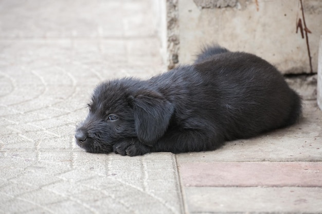 Standard schnauzer puppies