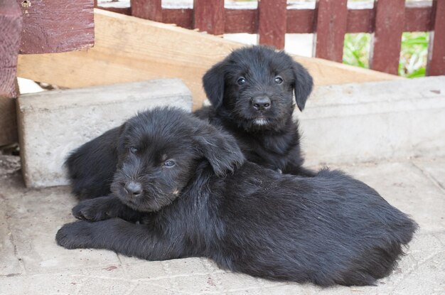 Standard schnauzer puppies