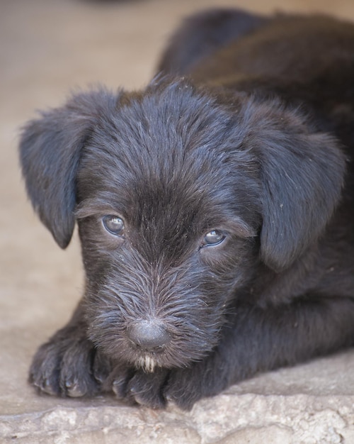 Standard schnauzer puppies