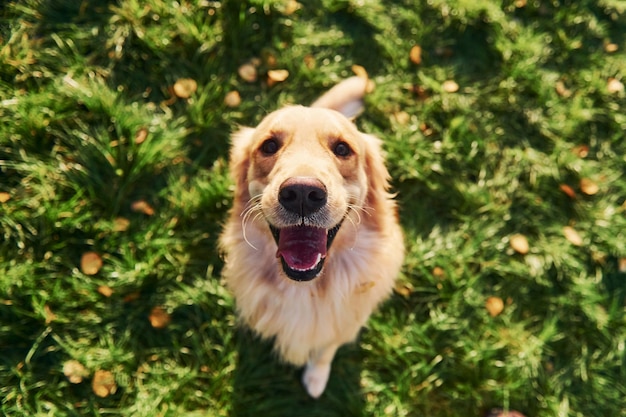 Photo standing on the legs beautiful golden retriever dog have a walk outdoors in the park