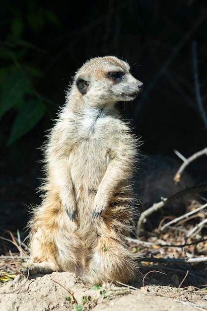 Standing meerkat in a zoo