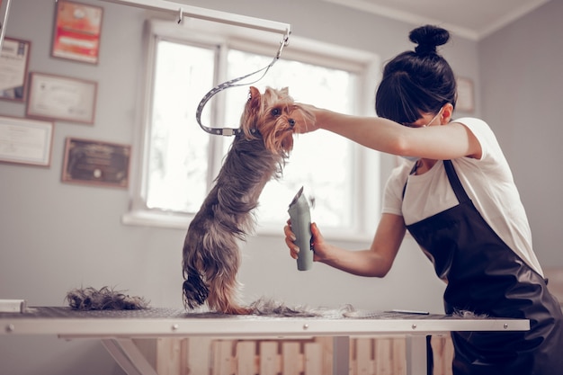 Standing near window. Dark-haired young woman standing near window while shaving little cute dog