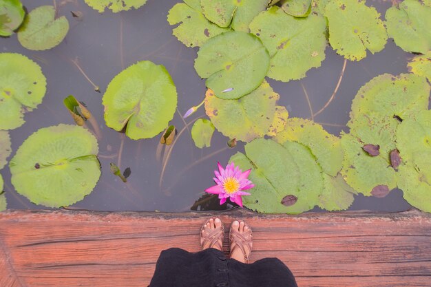 standing on pavement near waterlily pond. top view.