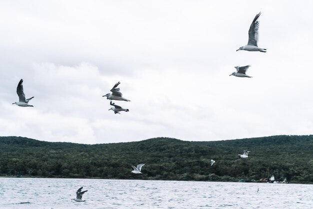 Standing seagulls flying over the sea