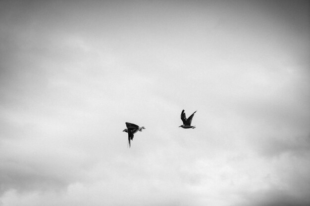 Standing seagulls flying over the sea