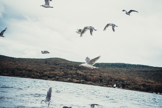 Standing seagulls flying over the sea