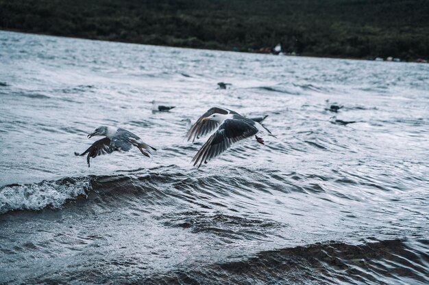 Standing seagulls flying over the sea