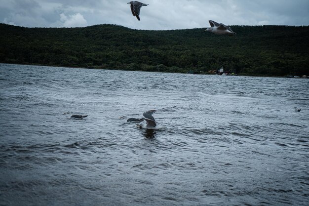 Standing seagulls flying over the sea