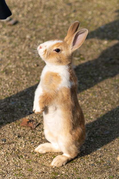 A standing wild rabbits bunny on Okunoshima Island in sunny weaher as known as the Rabbit Island