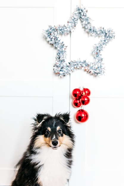 Star and balls red home decor rooting for new year and Christmas, background, shiny, puppy dog sitting