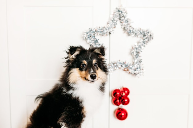 Star and balls red home decor rooting for new year and Christmas, background, shiny, puppy dog sitting