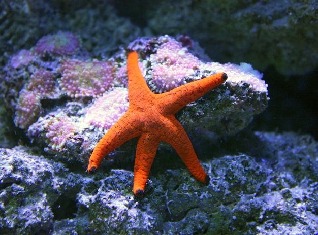 Star fish