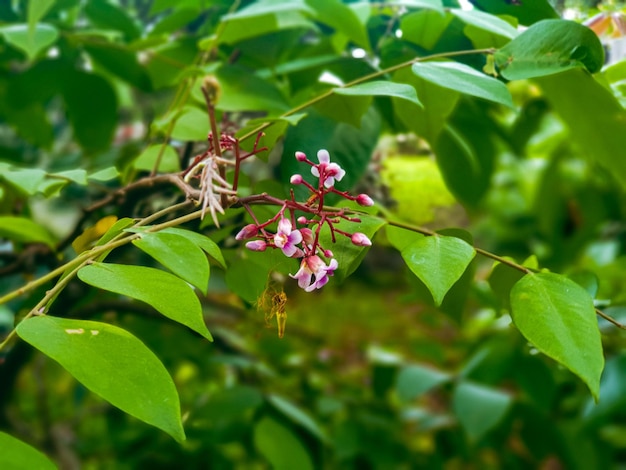 star fruit flowers on the tree