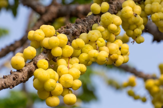 Star Gosseberry Phyllanthus acidus tree