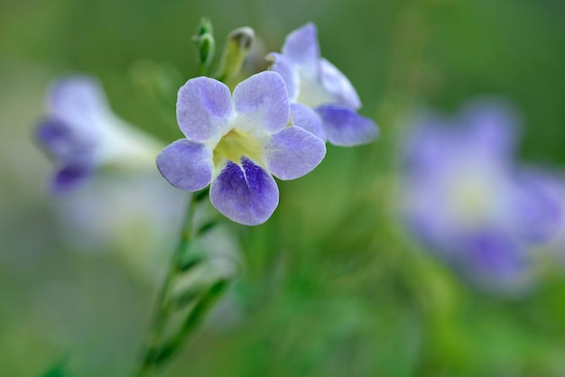 Star like purple blue flower with blur green background