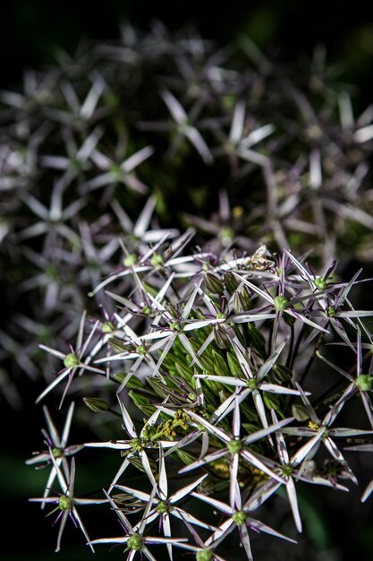 Star of Persia flowers