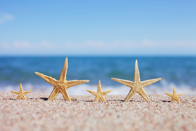 Starfish on the beach. Sandy beach with waves.