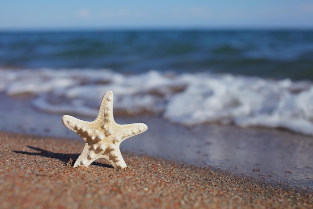 Starfish on the beach Sandy beach with waves