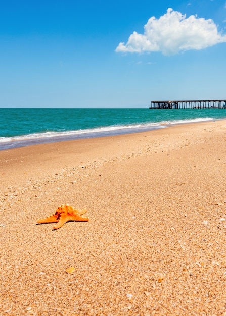 Starfish on the beach, summer background