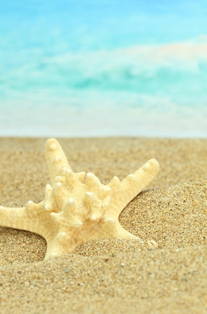 Starfish on the Beach