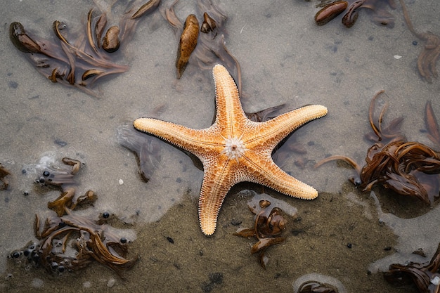 starfish on beach