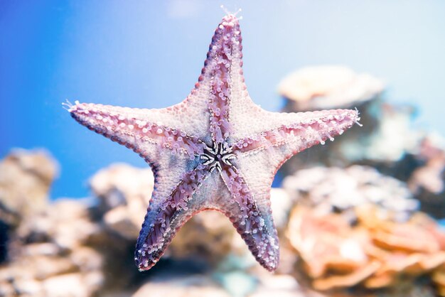 Starfish in blue water as nature underwater sea life background