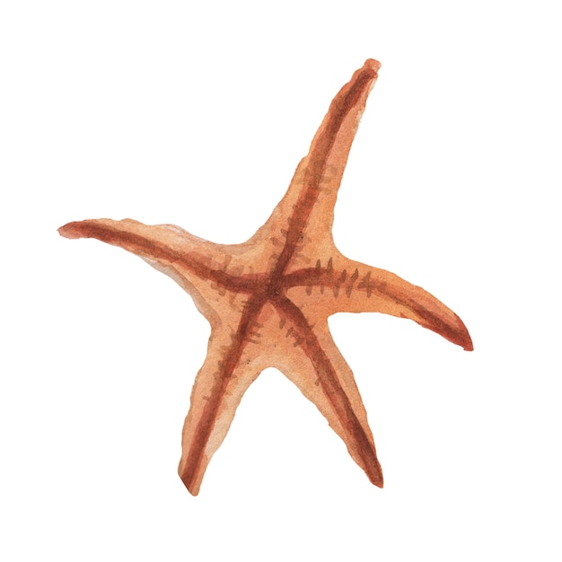 starfish  corals shells beach watercolor illustration