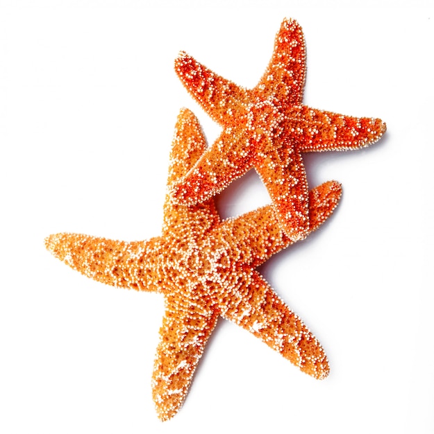 Starfish isolated