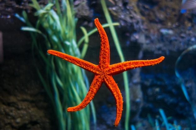 Starfish in ocean Close up macro view