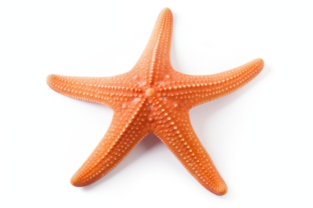 Starfish Ocean Marine Animal Isolated on White Background Generative AI