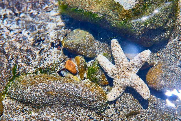 Photo starfish on rocky bed with algae in clear water aerial view