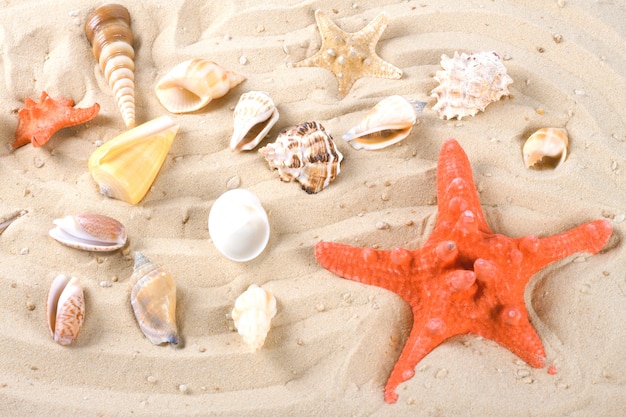 starfish on sand