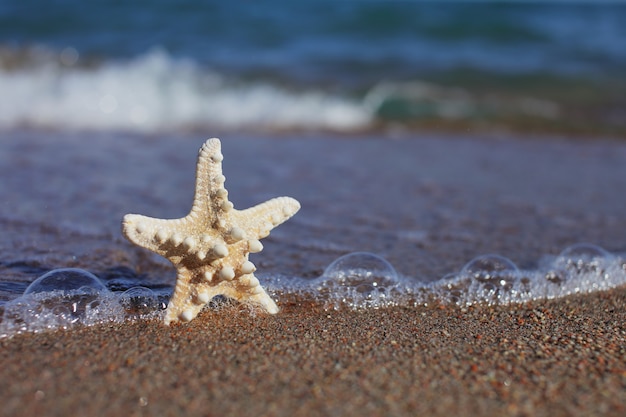 Starfish on the sea beach in the foam from the wave