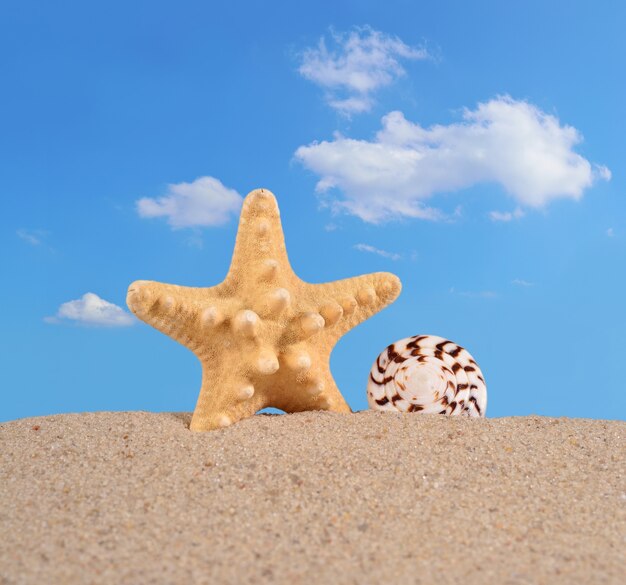 Starfish and seashell on a beach sand against the blue sky