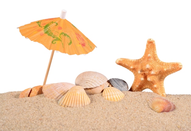 Starfish and seashells in beach sand on a white background