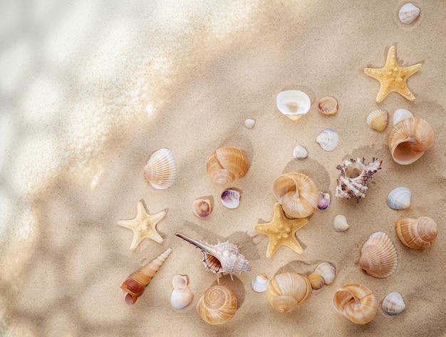 Photo starfish and seashells lie on the sand in the bright sun the concept of summer vacation sea trave