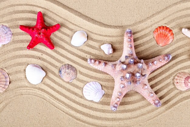 Starfish and shells on the beach